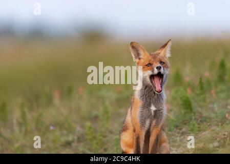 Little Red Fox yawns near his hole. Vulpes vulpes. Stock Photo