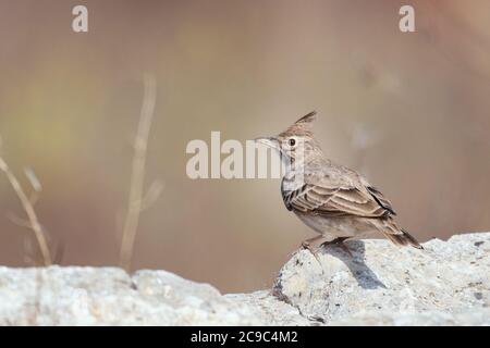 Crested Lark, Galerida cristata, stands on a stone on a beautiful background.