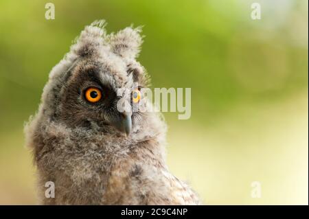 portrait of a young long-eared owl (Asio otus). Close up Stock Photo