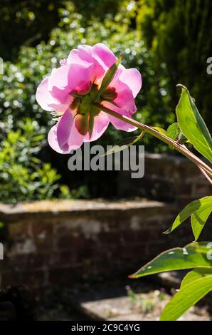 A single pink Peony Bowl of Beauty flowering in an English garden in May Stock Photo