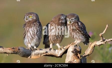 Three young Little owl, Athene noctua, stands on a stick on a beautiful background.