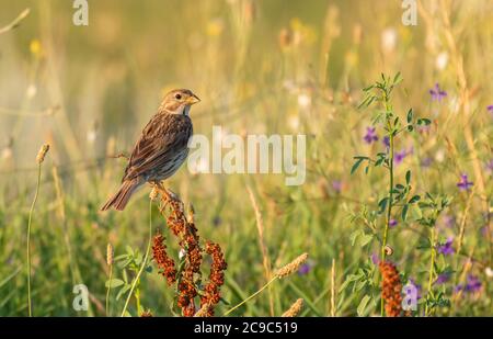 Corn bunting Emberiza calandra, sits on a plant on a beautiful green background. Stock Photo