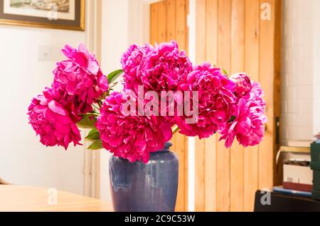 Magnificent double flowered pink Peonies make an ideal interior decoration as cut flowers in a blue vase