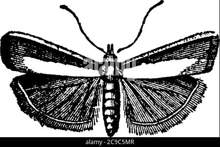 Pyralidina, a small moth with long slender bodies and with radial veins ...