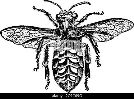 A typical representation of the worker honey-bee, Apis mellifica ...