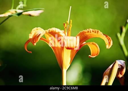 Gentle orange lily in the garden in the yard. Floral background textures. Stock Photo