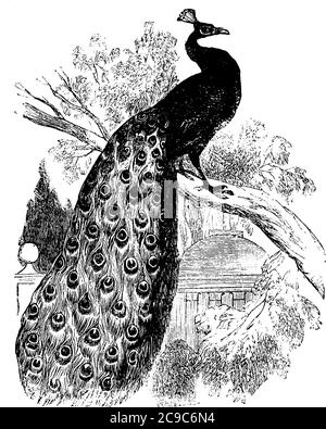 The peacock with beautiful tail feathers and crown on its head, sitting on the branches of the tree. When it struts around by lifting its tail in air, Stock Vector