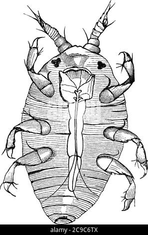 American phylloxera is an insect having six legs and two antennas, vintage line drawing or engraving illustration. Stock Vector