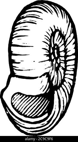 The Snail shell is part of the body of a snail, a kind of mollusc. It ...