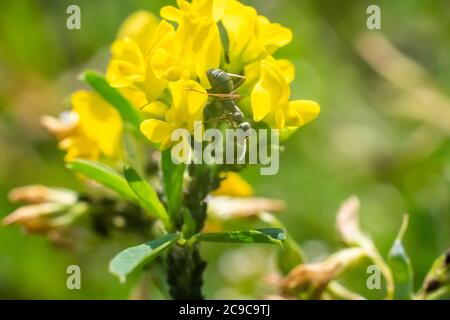 Ants on wildflowers, on a green background. Stock Photo