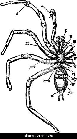A typical representation of the ventral view of a male mygalomorphous spider, with the six pairs of prosomatic appendages, mouth, prosternite of the p Stock Vector