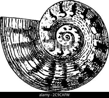 The seashell, that is hard and spiral shaped, created by animals that live in the sea, vintage line drawing or engraving illustration. Stock Vector