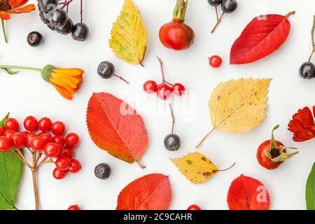 Autumn floral composition. Plants viburnum rowan berries dogrose fresh flowers colorful leaves isolated on white background. Fall natural plants ecology wallpaper concept. Flat lay top view Stock Photo