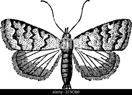 Pyralidina, a small moth with long slender bodies and with radial veins ...