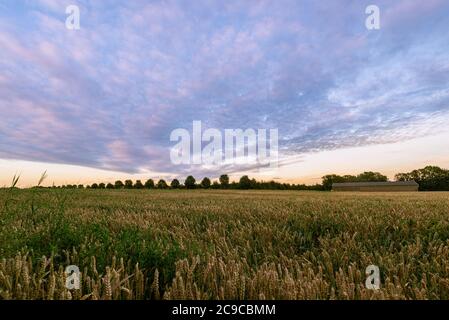 Purple evening sky over a wheat field Stock Photo