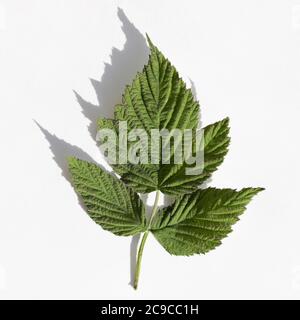 Raspberry green leaves isolated on white background. Top view Stock Photo