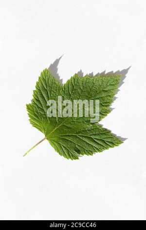 Blackcurrant leaf on white background with shadow macro photo. Stock Photo
