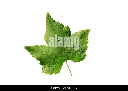 Green currant leaf isolated on white background. Top view Stock Photo