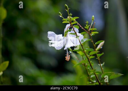 Close up on white rose with water drops Stock Photo