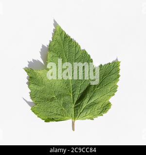Fresh green currant leaf isolated on white background with shadow Stock Photo