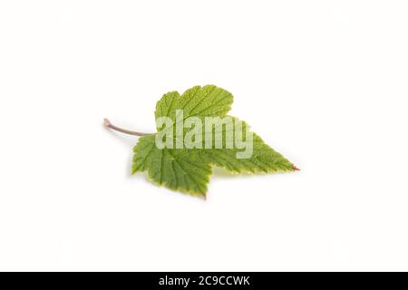 Fresh green currant leaf isolated on white background with shadow Stock Photo