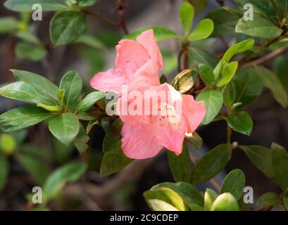 Closeup Pink Rhododendron Arboreum Flowers with Green Leaves Stock Photo