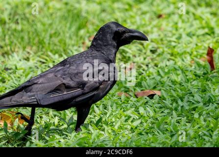 Closeup Large Billed Crow was Standing on The Lawn Stock Photo