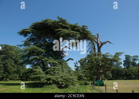 Summer Foliage of an Evergreen Coniferous Cedar of Lebanon Tree (Cedrus libani) with a Bright Blue Sky Background in a Park in Rural Devon, England,UK Stock Photo
