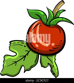 Red tomato, illustration, vector on white background Stock Vector