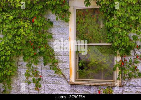 Vines grow on an abandonded building wall and through broken glass of a window in rural Virginia. Stock Photo