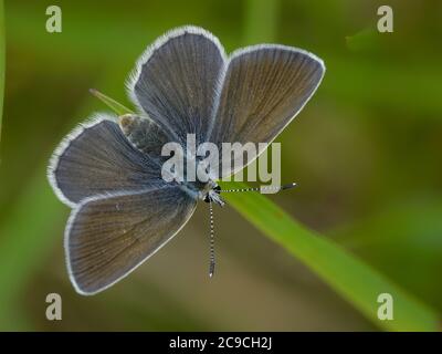 Silvery argus (aricia nicias) female, spreading it's wings to catch the warmth from the sun. Stock Photo
