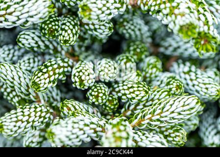A white and green dwarf fir. Korean fir, Abies Koreana 'ice breaker', RHS Gradens, Wisley, UK Stock Photo