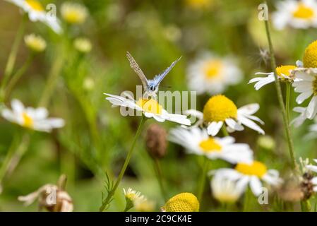 Common Blue butterfly on an oxeye daisy, Hampshire, UK Stock Photo