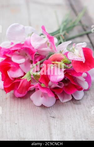 Lathyrus odoratus 'Little Red Riding Hood'. Bunch of sweet pea flowers on wooden garden table Stock Photo
