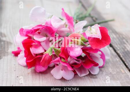 Lathyrus odoratus 'Little Red Riding Hood'. Bunch of sweet pea flowers on wooden garden table Stock Photo