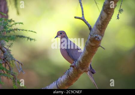 A Mourning Dove (Zenaida macroura) on a branch on Cape Cod, USA Stock Photo