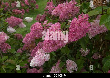 Pink Flower Heads of a Paniculate Hydrangea Shrub (Hydrangea paniculata Vanille Fraise 'Rehny') in a Country Cottage Garden in Rural Devon, England,UK Stock Photo