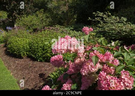 Pink Flower Heads of a Paniculate Hydrangea Shrub (Hydrangea paniculata Vanille Fraise 'Rehny') in a Country Cottage Garden in Rural Devon, England,UK Stock Photo