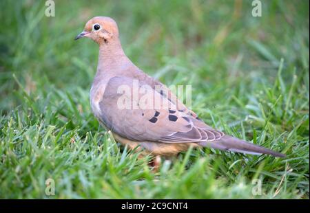 A Mourning Dove (Zenaida macroura) on a Cape Cod lawn, USA Stock Photo