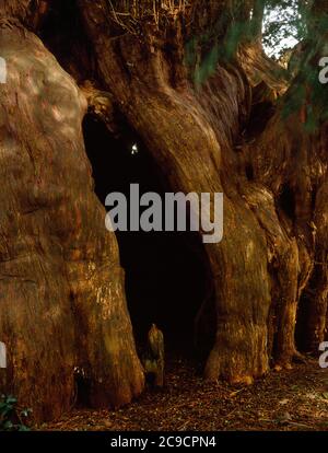 Hollow trunk of ancient yew tree growing in churchyard. St Peter’s Church, Hambledon, Surrey, England. Stock Photo