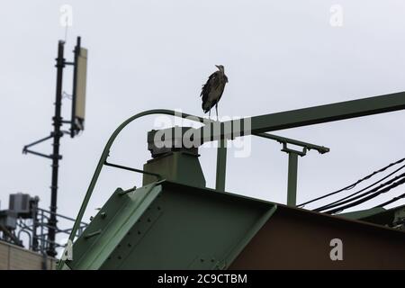 Grey heron standing on steel construction of suspension train Stock Photo