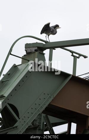 Grey heron standing on steel construction of suspension train Stock Photo