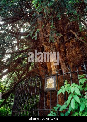 Detail of the ancient yew tree in St Helen's church, Darley Dale, Derbyshire, England Stock Photo