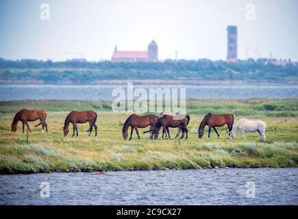 28 July 2020, Mecklenburg-Western Pomerania, Fährdorf: Horses graze on a small headland in Wismar Bay against the backdrop of the Hanseatic city. Photo: Jens Büttner/dpa-Zentralbild/ZB Stock Photo
