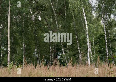 Scenic view of birch forest. Tall birches growing in tall grass. Stock Photo