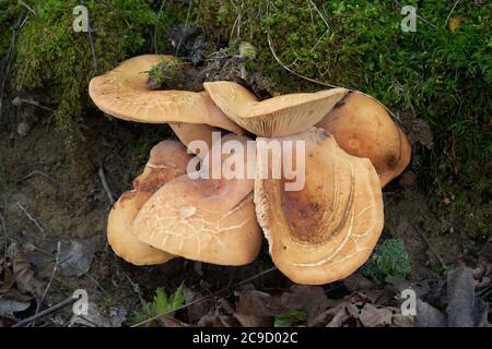 Edible mushroom Lactifluus volemus in the birch forest. Known as Fishy Milkcap or Voluminous-latex Milky. Group of wild mushrooms growing in the moss. Stock Photo