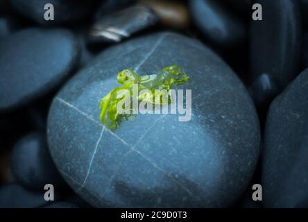 Sea lettuce (Ulva Lactuca), Devon UK Stock Photo