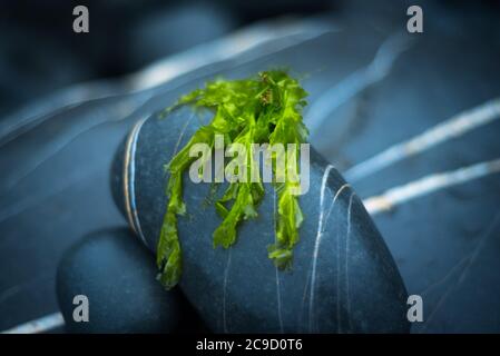 Sea lettuce (Ulva Lactuca), Devon UK Stock Photo