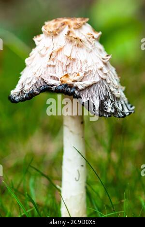 Shaggy Inkcap Fungi Stock Photo