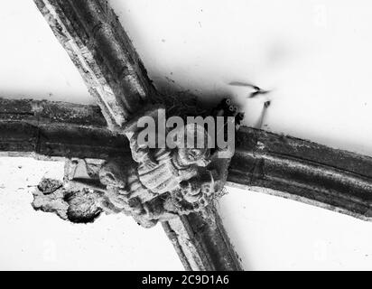 On the angels wings. Bird feeding chicks in nest built over angel figure placed under ancient church entry ceiling. Brittany, France. Black white Stock Photo